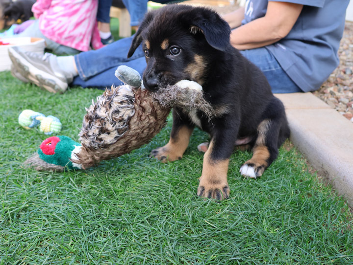 chinook dog